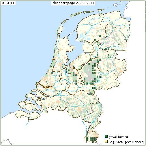 Voorkomen sleedoornpage in Nederland tussen 2005 en 2011 (kaartje: Telmee)