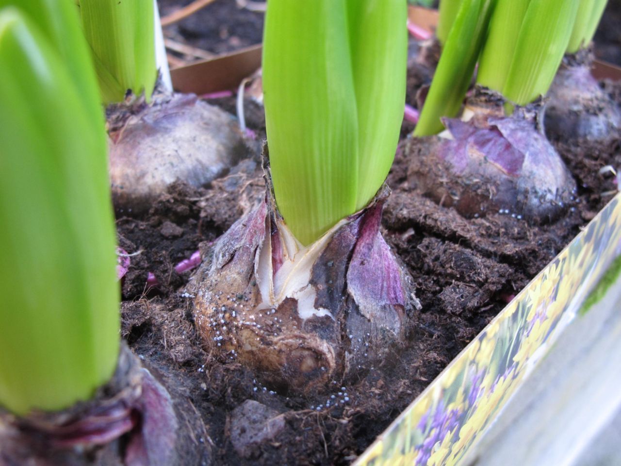 Ringspoorkristalkopje op hyacint bollen (foto: Marian Jagers)