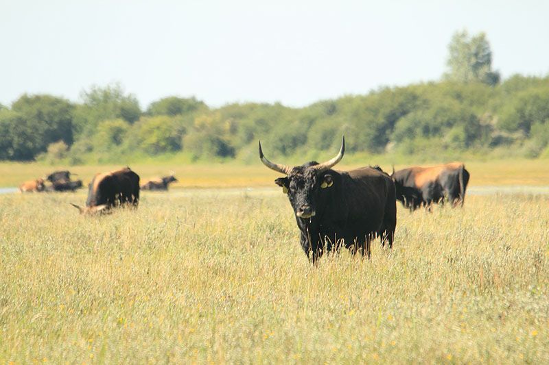 Heckrunderen blijven ook bij warm weer in de volle zon staan (foto: Roeland Vermeulen)