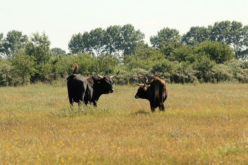 Heckrundstier trekt enkele dagen met zijn verovering, een jonge heckrundkoe, samen op (foto: Roeland Vermeulen)