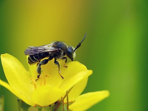 Een mannetje van de gewone slobkousbij op grote wederik (foto: Menno Reemer)