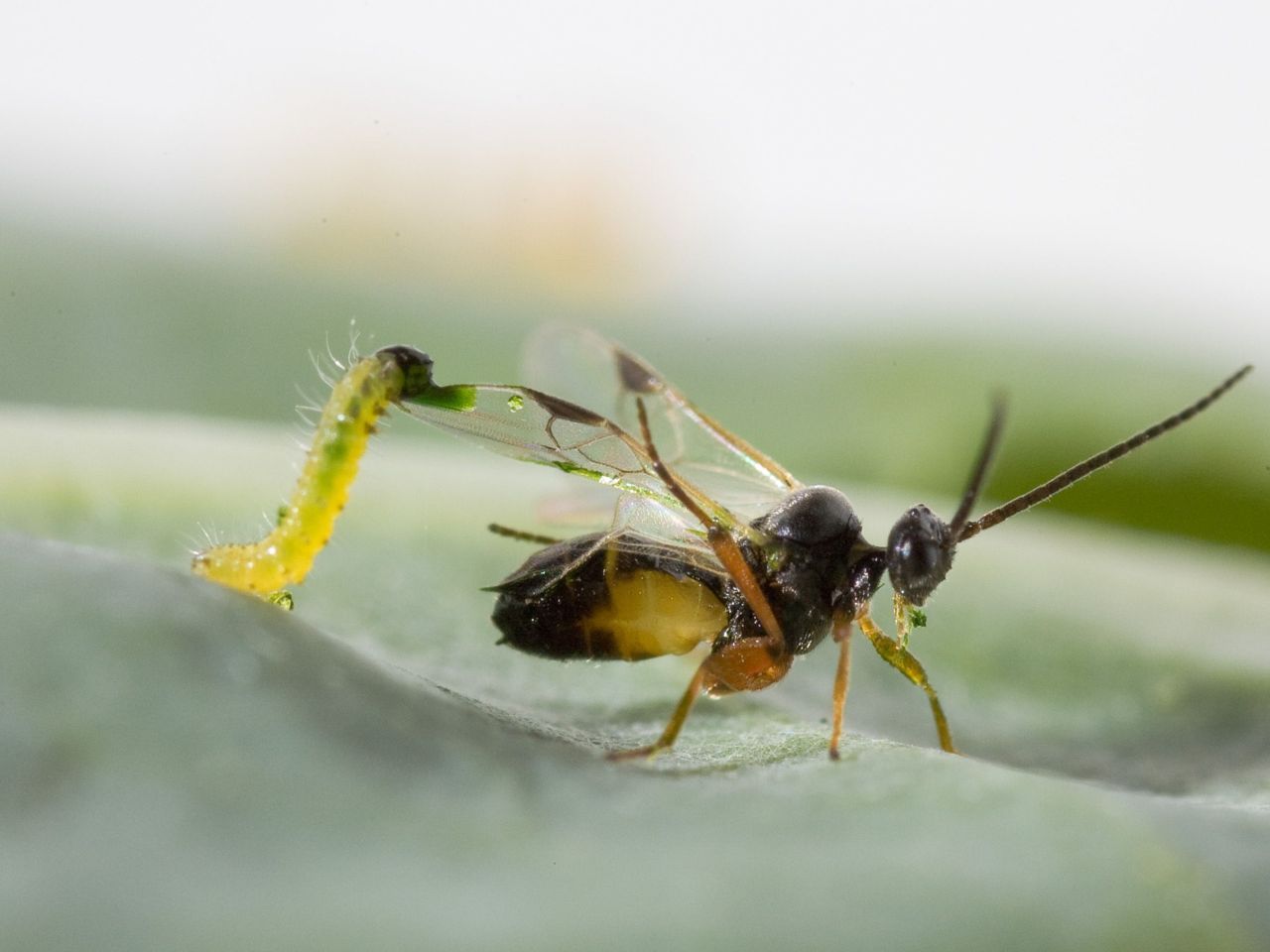 Cotesia-sluipwesp heeft zijn favoriete rups gevonden (foto: Hans Smid)