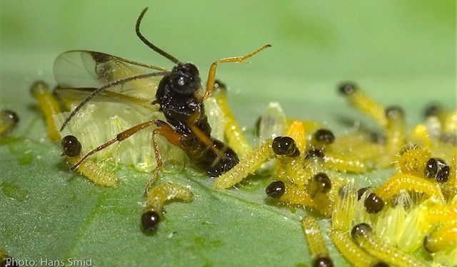 Sluipwesp Cotesia glomerata legt eitjes in rupsen van het groot koolwitje (foto: Hans Smid)