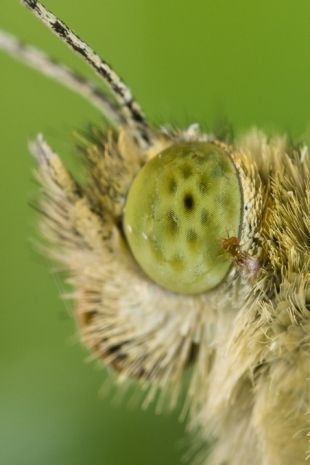 De minuscule sluipwesp Trichogramma evanescens lift mee op een koolwitje (foto: Nina Fatouros)