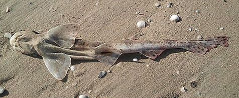 Hondshaai op het strand (foto: Saskia Mulder)