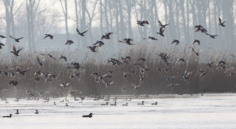 Watervogels, zoals deze smienten, reageren massaal op vuurwerk (foto: Albert de Jong)