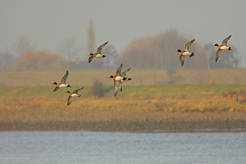 Smienten in vlucht (foto: Martin Hierck)