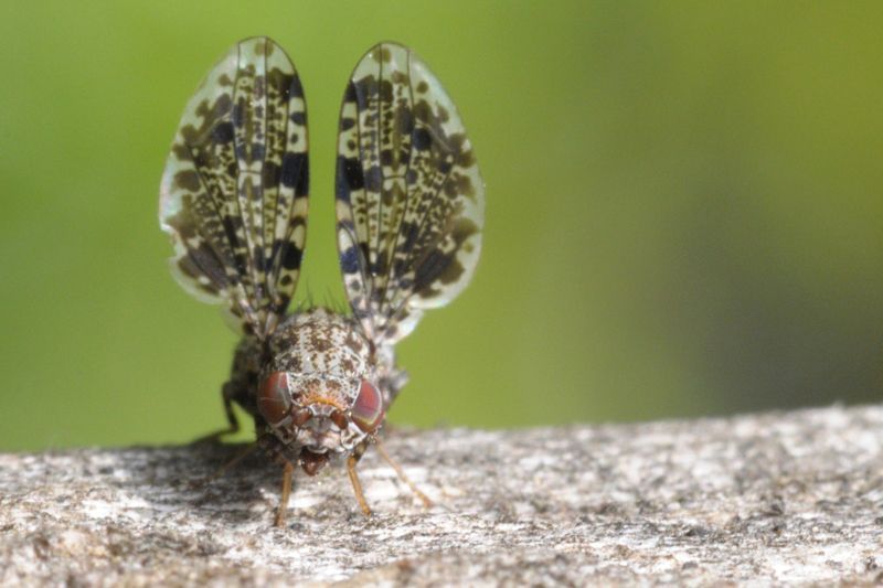 Pauwvlieg Callopistromyia annulipes op de Kunderberg (foto: Ben Hamers)