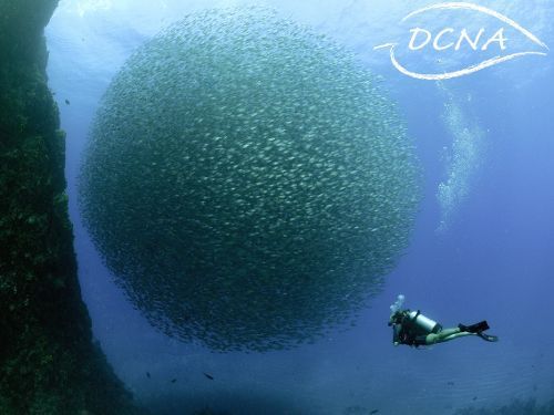 Fish Ball, Saba Marine Park (foto: Hans Leijnse)