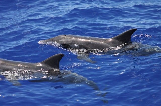 Snaveldolfijnen (foto: Marinespecies.org)