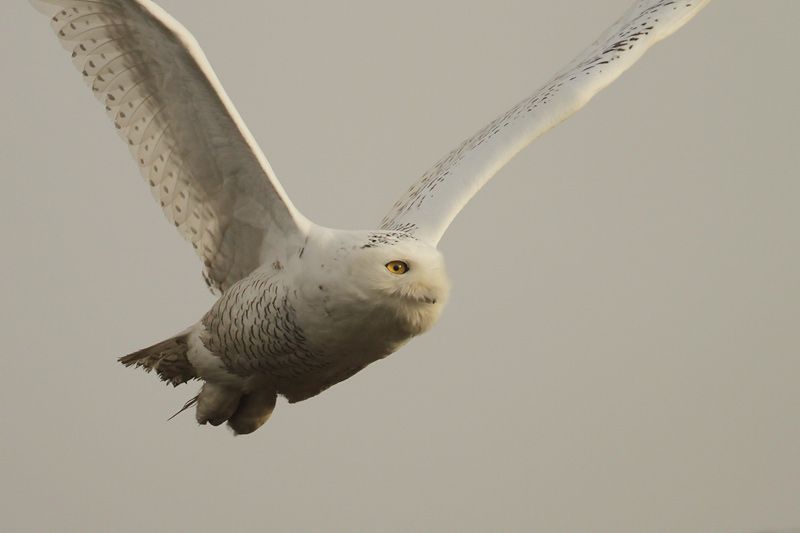 De vogel lijkt alvast voldoende fit om te jagen maar ving tot nu toe bot. (Foto: Johan Buckens)