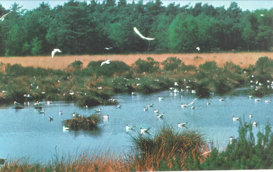 Snepkensvijver was het allereerste beschermde natuurgebied van Vlaanderen. (foto: Jos Gysels)