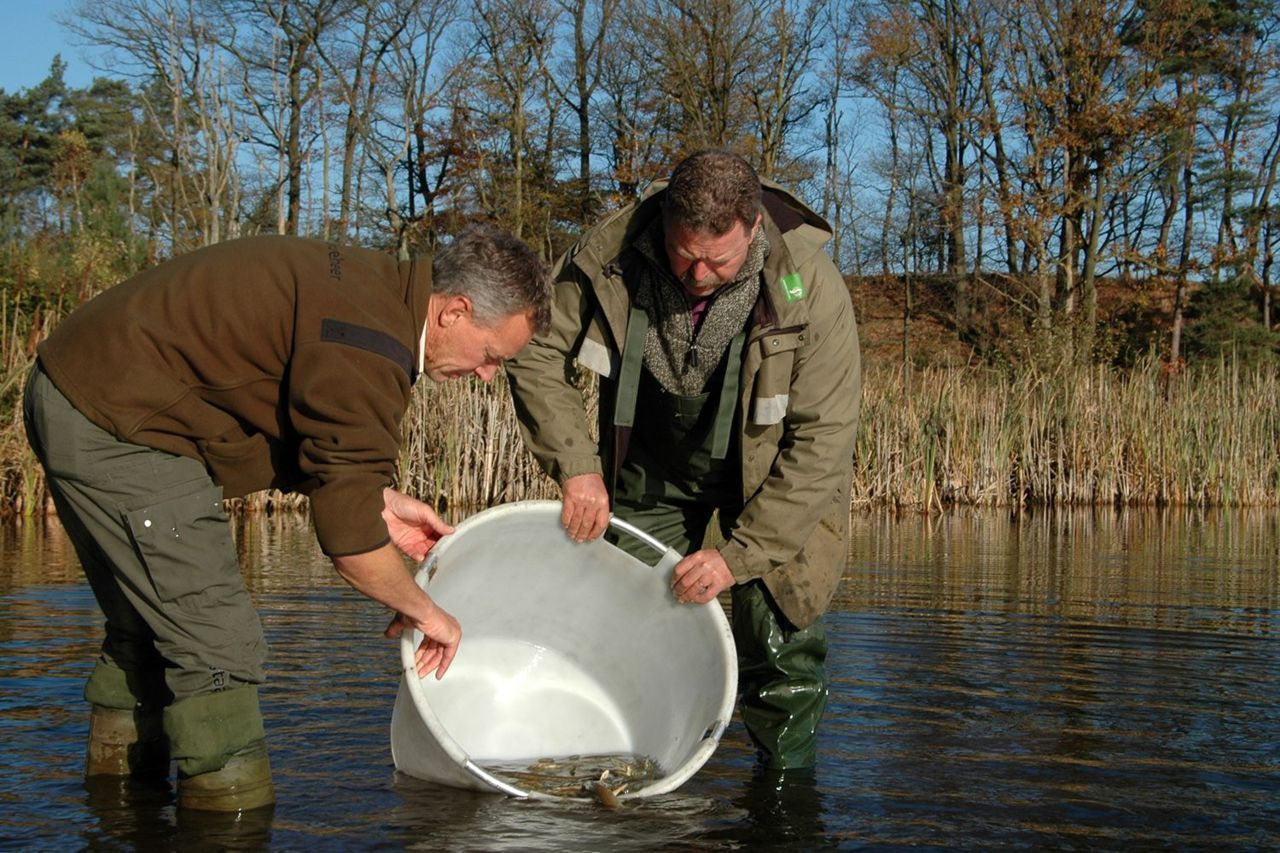 Uitzetten van snoeken (foto: Theo Bakker)