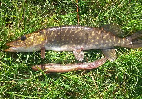 Snoek eet grote modderkruiper (foto: Pepijn Vermeiren)