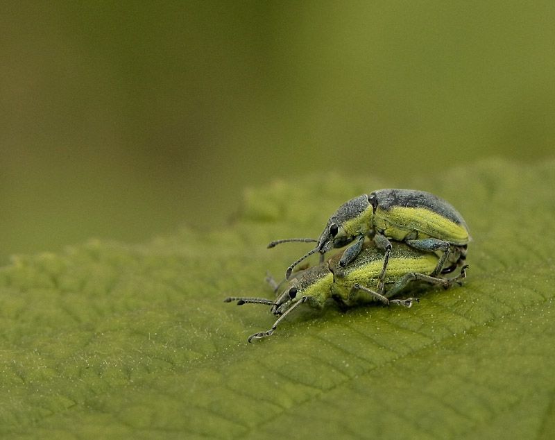 Kevers zijn een bijzonder soortenrijke insectengroep (foto: Leo Janssen)