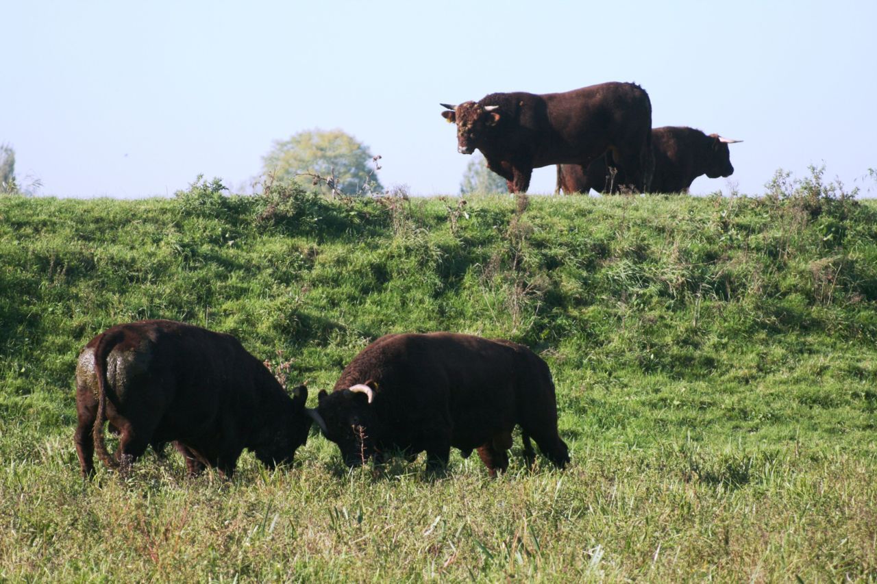 Sociaal gedrag Rode Geuzen stieren (foto: Tanja de Bode)