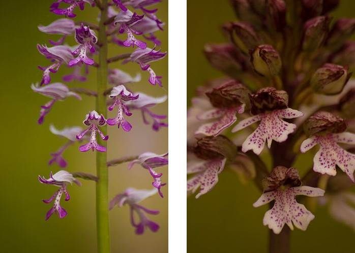 Links Soldaatje, rechts Purpeorchis (foto’s: Mark Meijrink) 