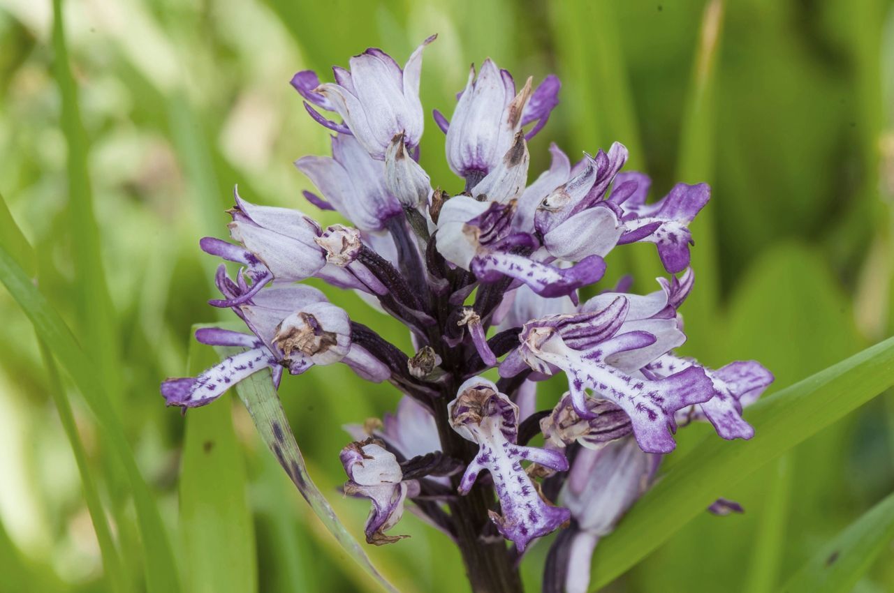 Dit uiterste zeldzame Soldaatje dook dit jaar op in het Rosdel (Foto: Jules Robijns)