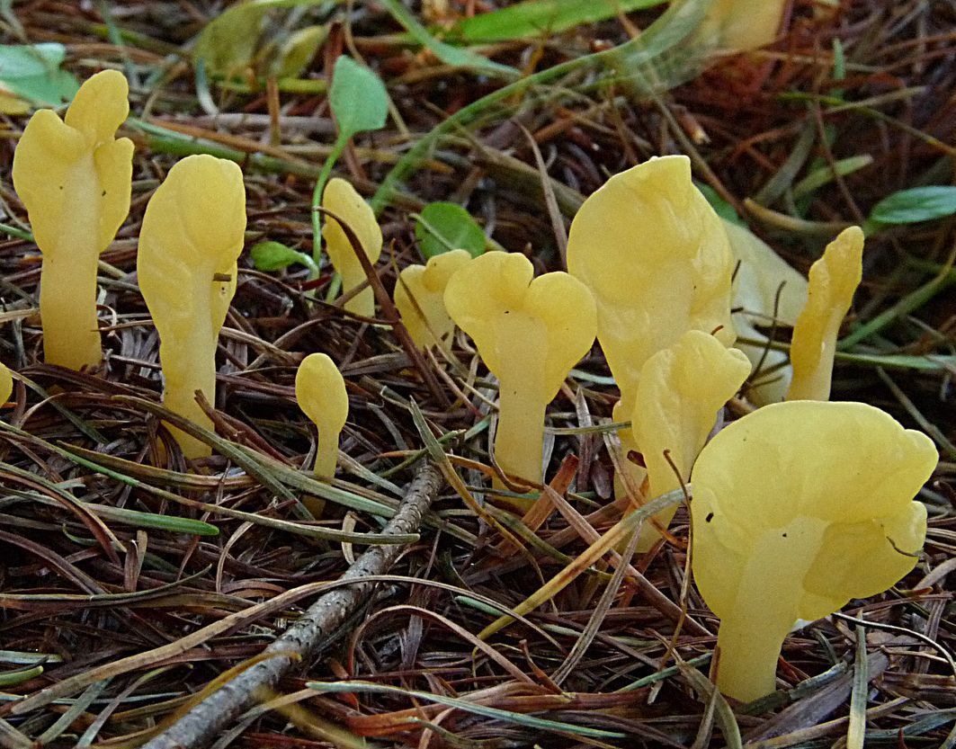 Dooiergele spatelzwam (foto: Bert Oving)