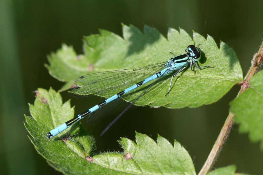 Speerwaterjuffer (foto: Tim Termaat)