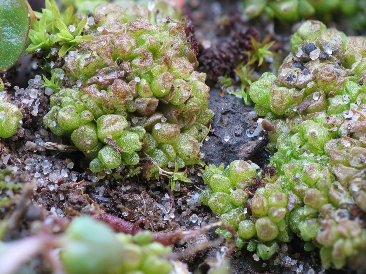 Gestekeld blaasjesmos (foto: Henk Siebel)