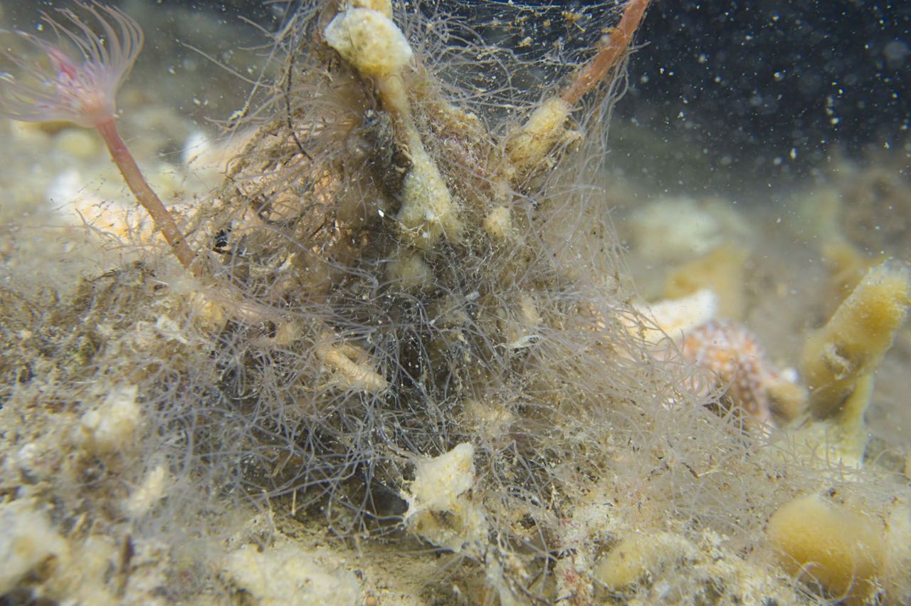 Web van Spinragworm in de Oosterschelde, maart 2012 (foto: Peter H. van Bragt)