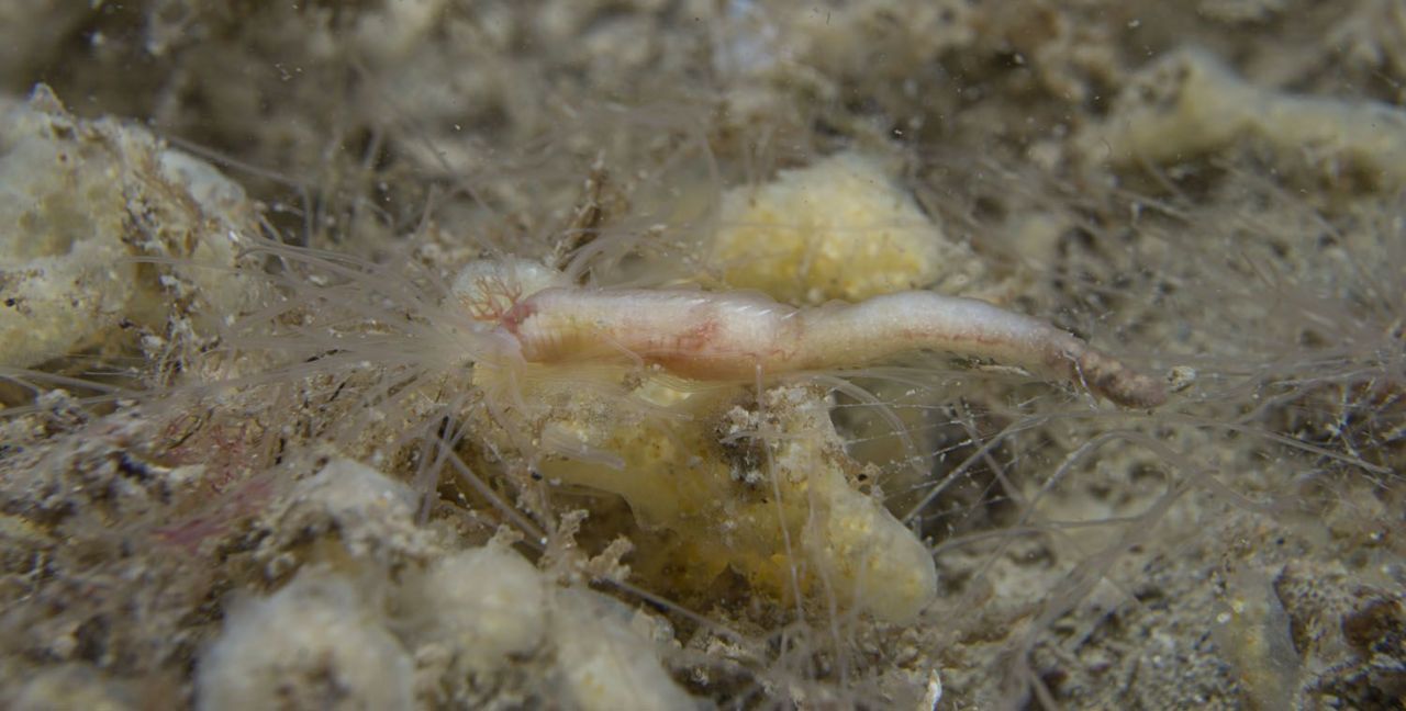 Spinragworm in de Oosterschelde, maart 2012 (foto: Peter H. van Bragt)