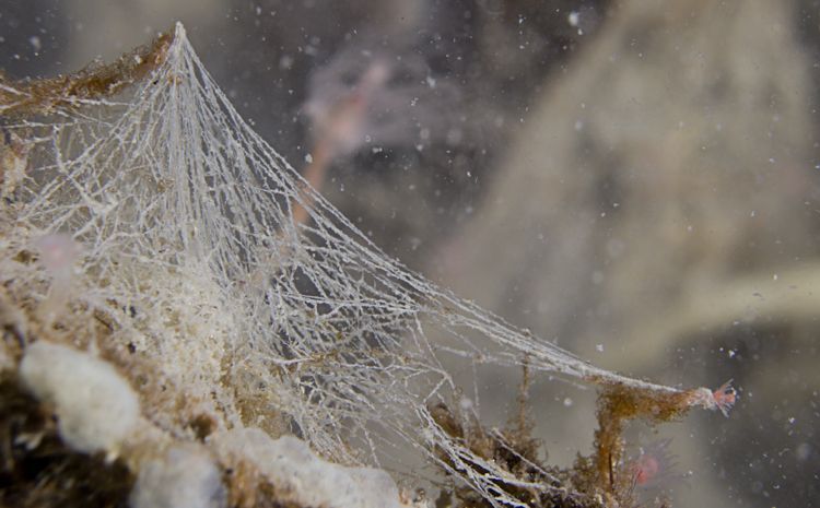 Web van Spinragworm in de Oosterschelde, maart 2012 (foto: Peter H. van Bragt)