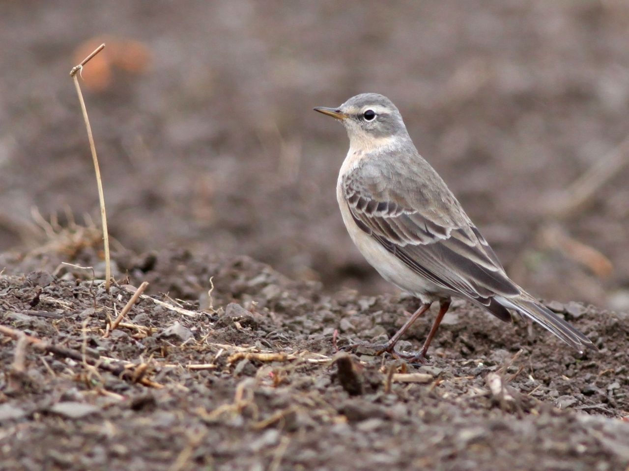 Waterpiepers zakken in de winter in grote getale af naar de Lage Landen (foto: René Dumoulin)