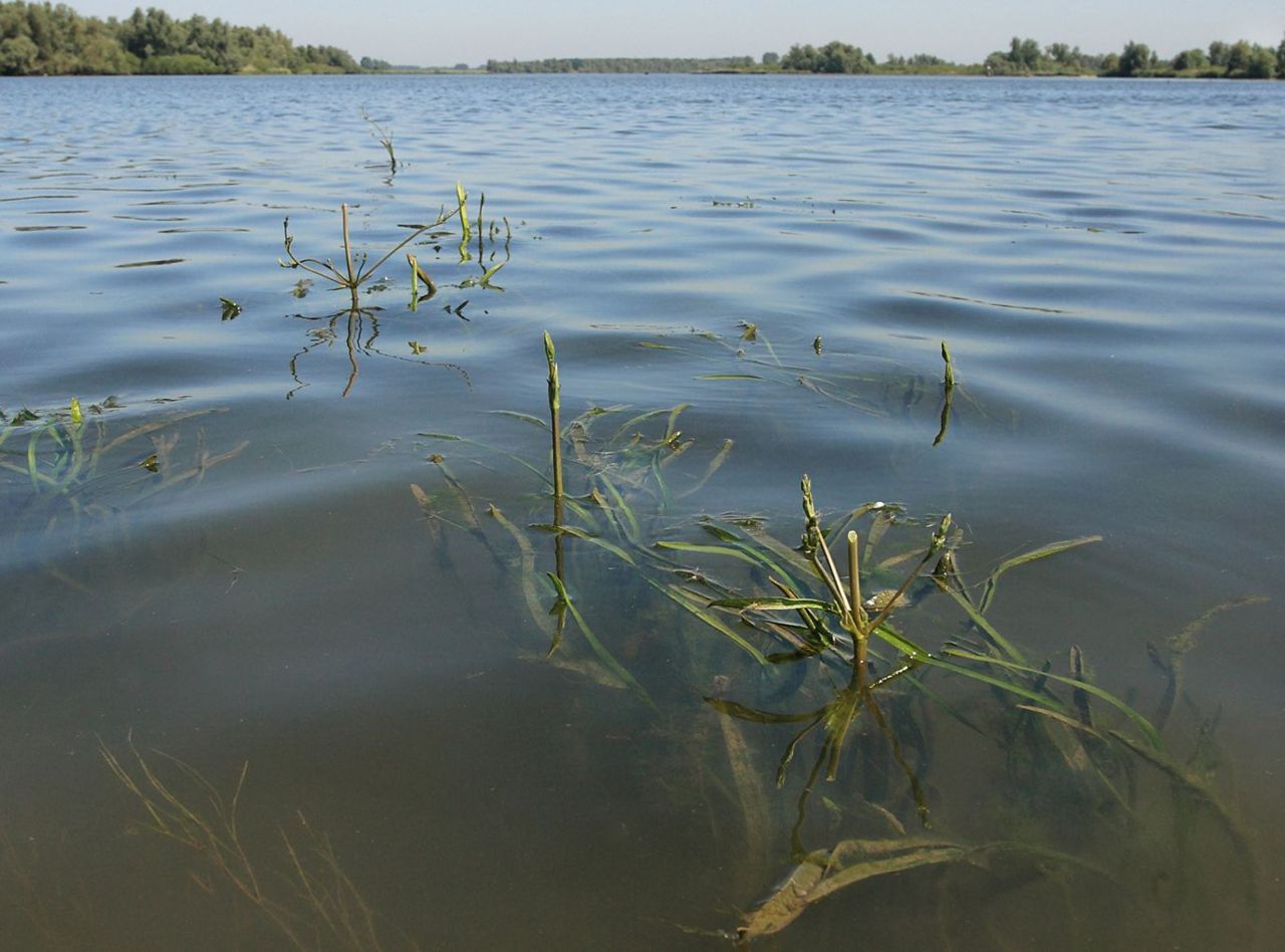 Vallisneria in de Dordtse Biesbosch. Door de lage waterstand als gevolg van aanhoudende oostenwind steken de bladen boven het wateroppervlak uit (foto: Jacques van der Neut)