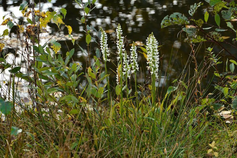 De schroeforchis Spiranthes cernua s.l. werd in 2011 gemeld in Oost-Nederland. Vanaf 2011 is de populatie gegroeid van enkele tot meer dan honderdvijftig planten (foto: Eric Hartgers)