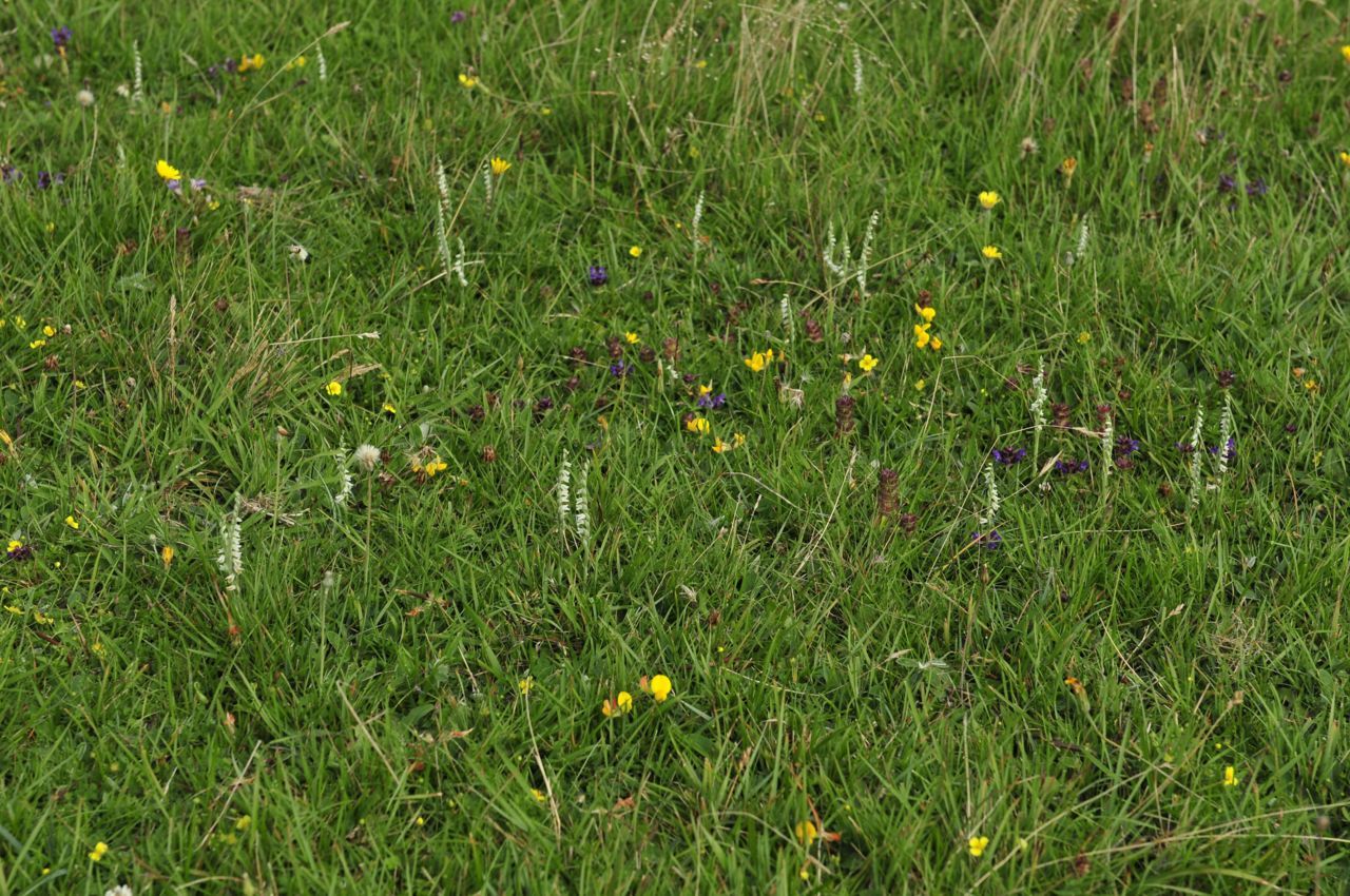 Herfstschroeforchis (Spiranthes spiralis) (foto: Eric Hartgers)