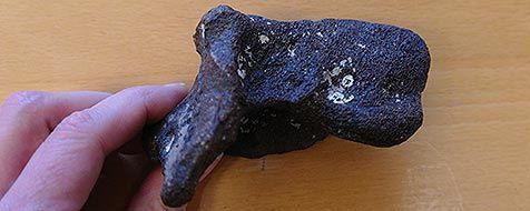 Het stukje spitssnuitdolfijnschedel, zo’n 2 miljoen jaar oud. Aan de sponsachtige structuur is te zien dat het om een walvisbot gaat (foto: Ecomare)