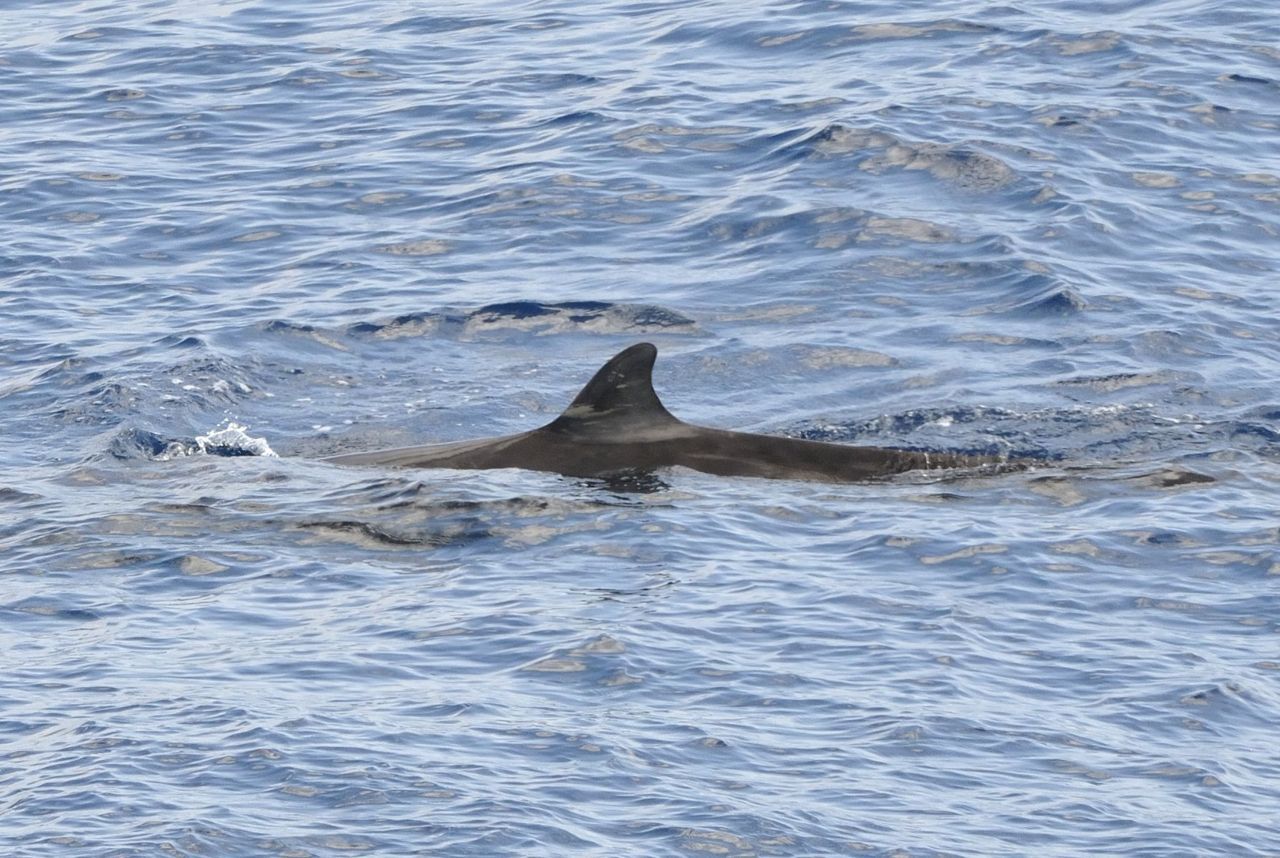 Spitssnuitdolfijnen, zoals deze Dolfijn van Cuvier, blijken extreem gevoelig voor het gebruik van sonar (foto: Martijn de Jonge)