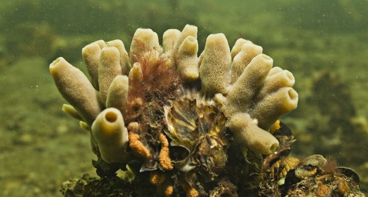 Paarse buisjesspons (Veerse meer) zoals hij nu nog niet te vinden is (foto: Peter H. van Bragt)