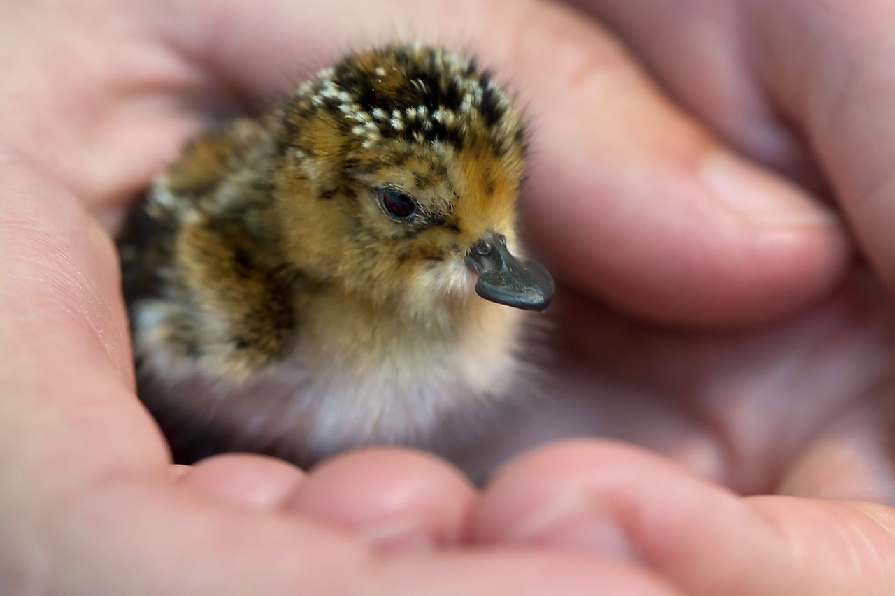 Een Lepelbekje, 24 uur na de geboorte (Foto: Paul Marshall-WWT)