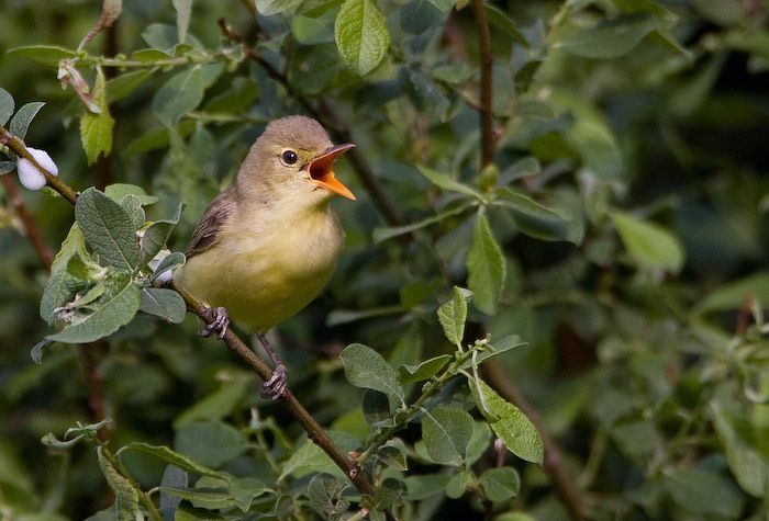 Zingende spotvogel (foto: BirdPhoto)