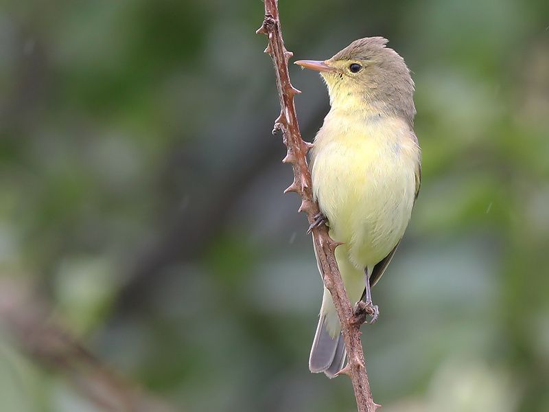 Spotvogel (foto: Aat Bender)