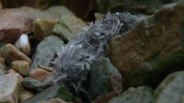 Spraint met graten (foto: Vroege Vogels)