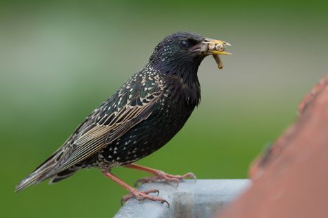 Spreeuw, vrouw (foto: Jouke Altenburg)