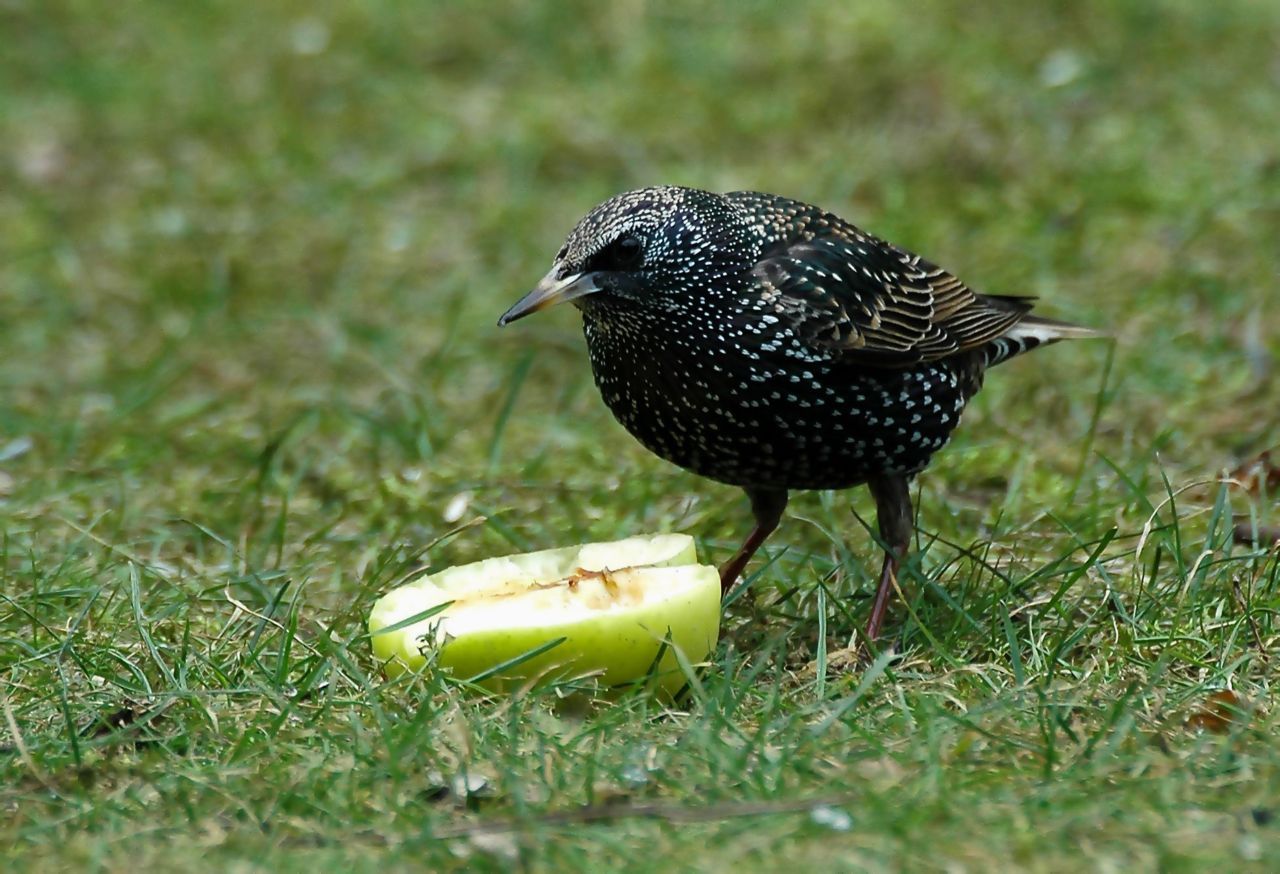 Spreeuw (foto: Ruud van Beusekom)