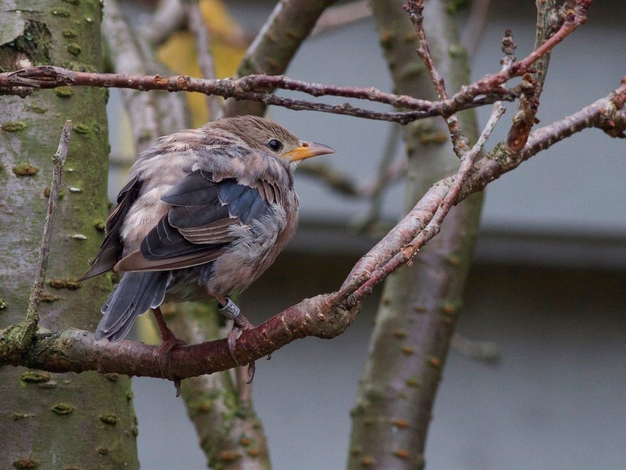 Roze spreeuw (foto: Vogelbescherming Nederland)