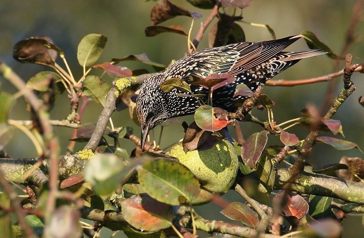 Een zwerm Spreeuwen op je plukklare perenoosgt is niet meteen iets waar je als fruitboer vrolijk van wordt (foto: Herman Blockx)