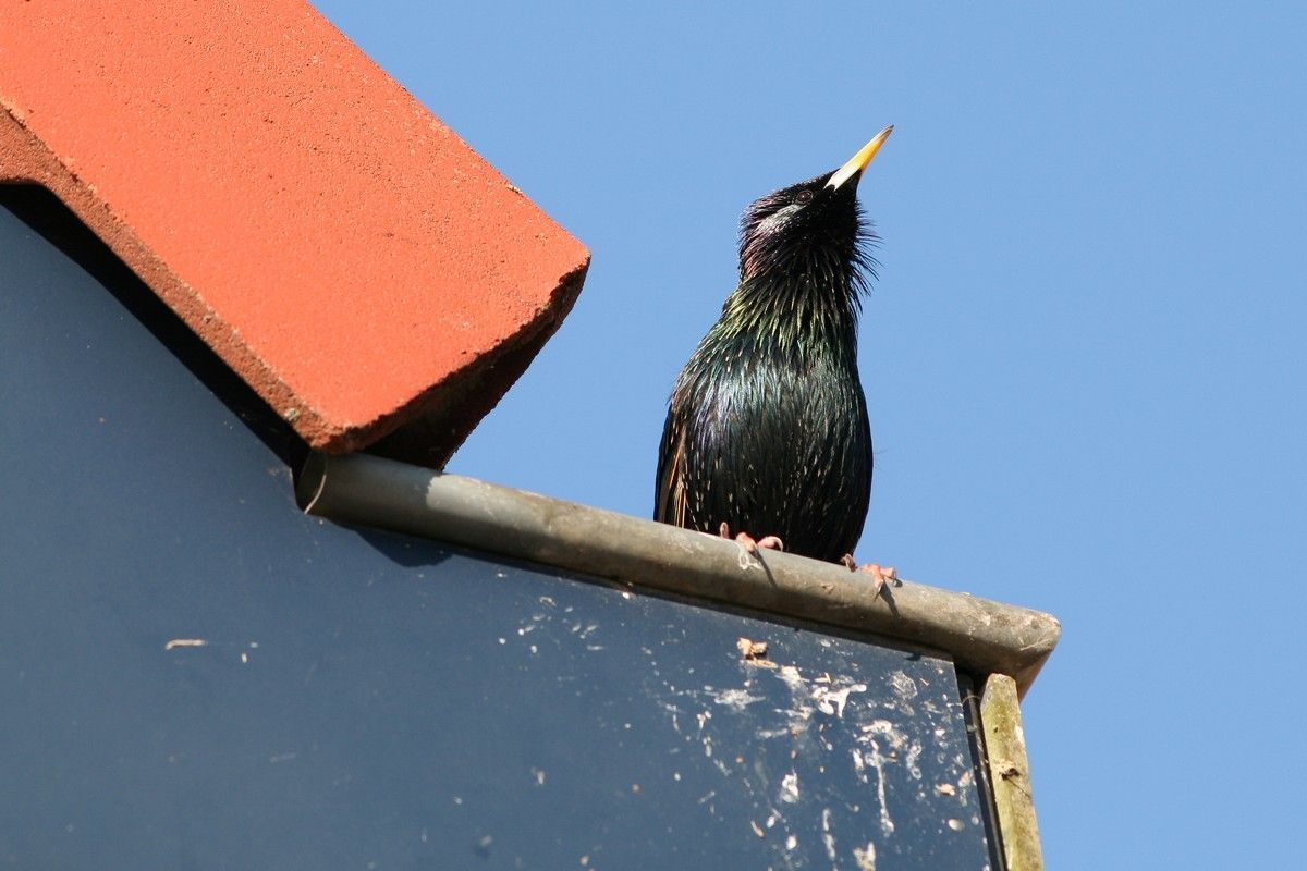 Zingende spreeuw (foto: Jouke Altenburg)