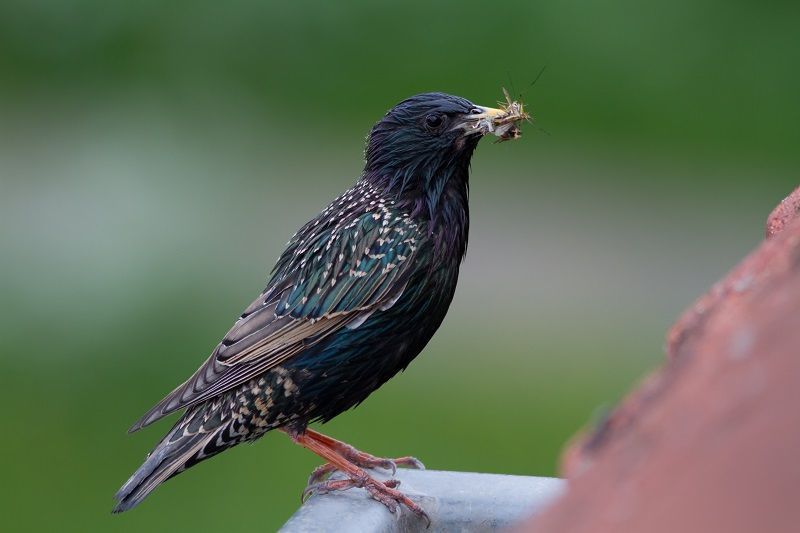 Volwassen spreeuw met voer (foto: Jouke Altenburg)
