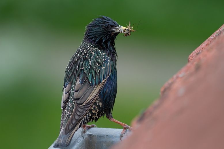 Spreeuw man (foto: Jouke Altenburg)