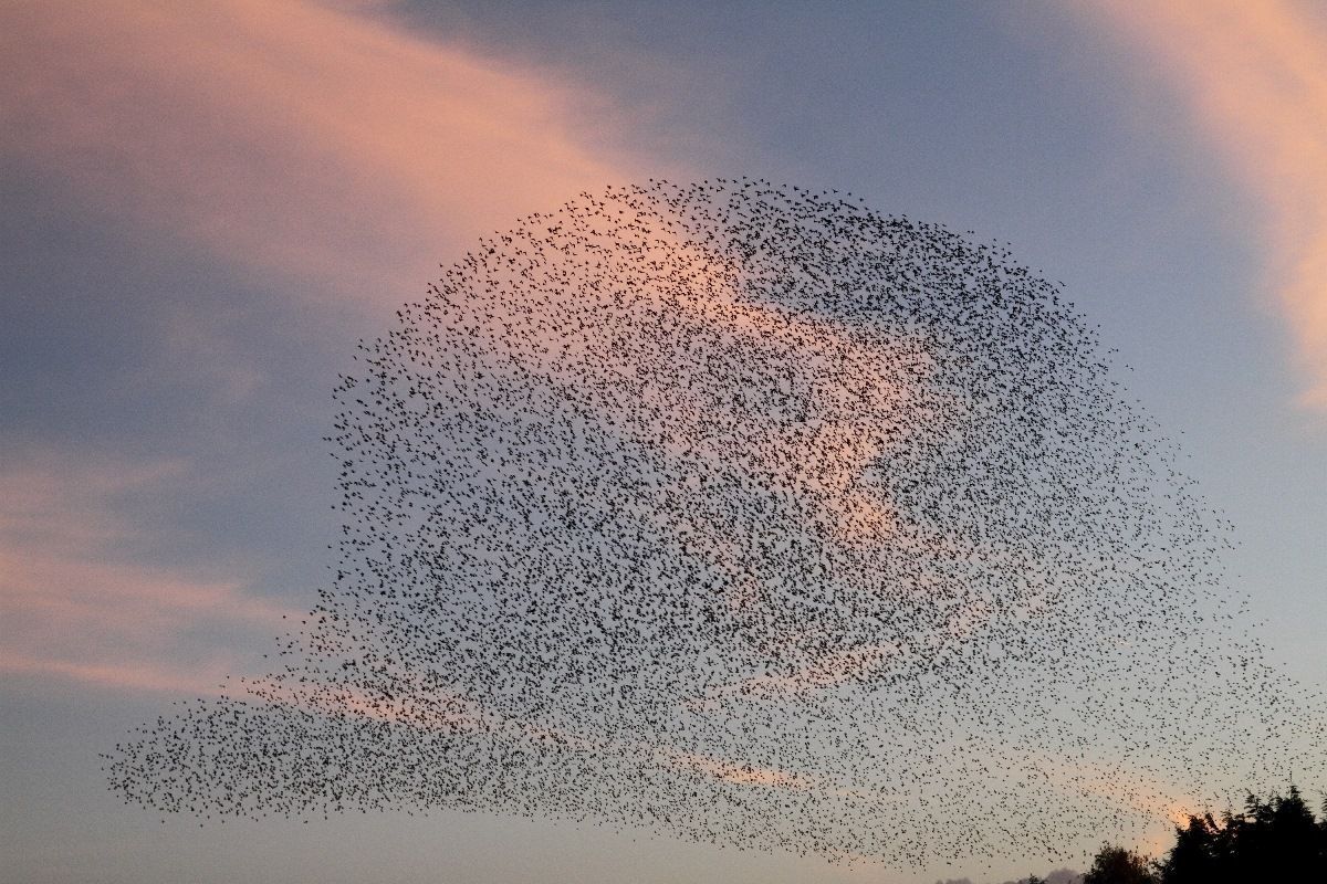 Spreeuwenwolk (foto: Albert de Jong)