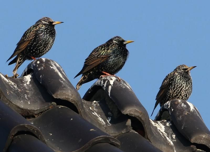 Spreeuwen gebruiken graag daken als zangpost en rustplaats (foto: Leo Janssen)