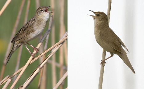 Links sprinkhaanzanger (foto: Albert de Jong); rechts snor (foto: Harvey van Diek)