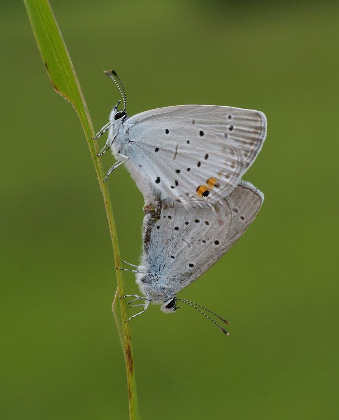 Parende Staartblauwtjes (foto: Marc Herremans)